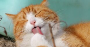 aplikasi penerjemah bahasa kucing