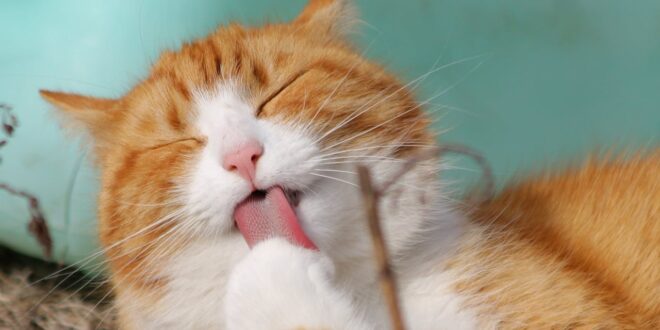 aplikasi penerjemah bahasa kucing