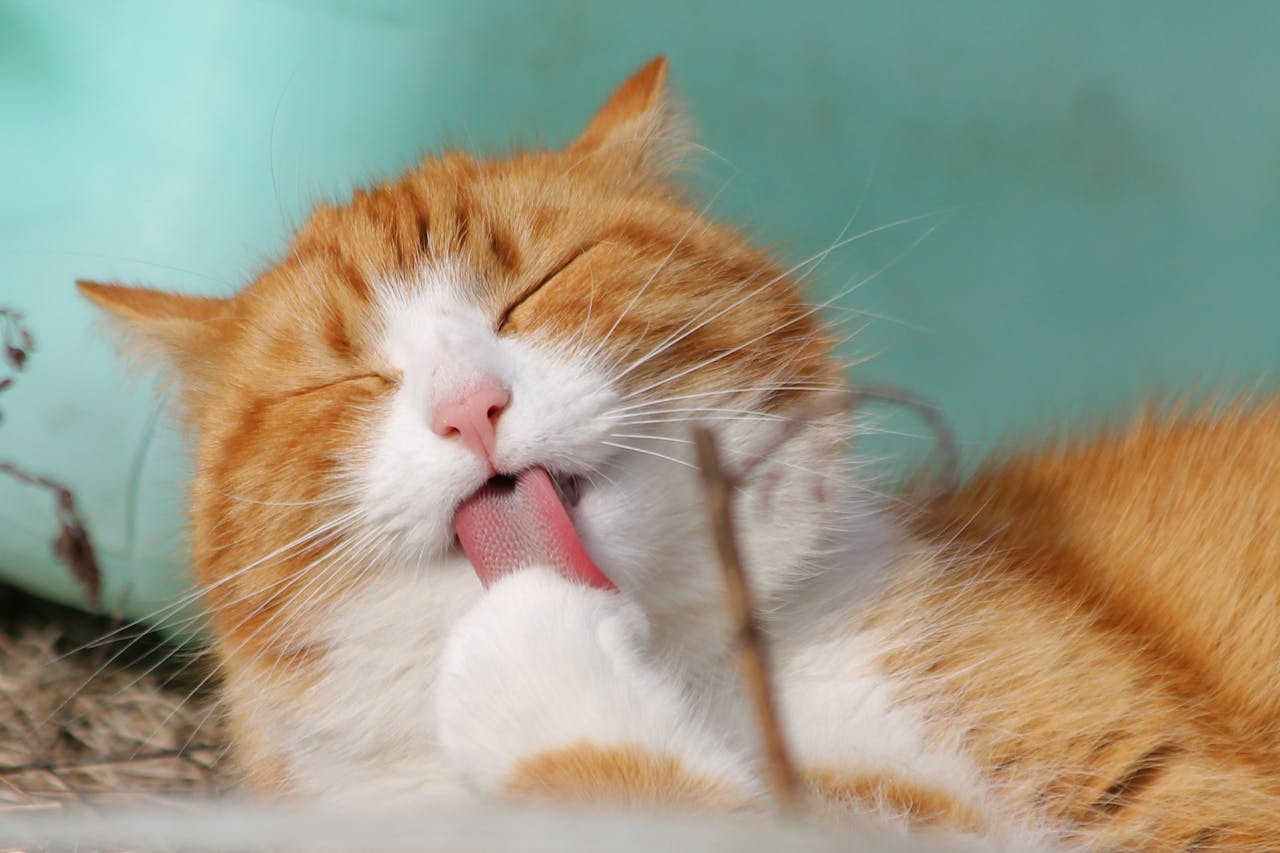aplikasi penerjemah bahasa kucing